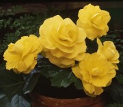 Begonia tub AH Roseform Yellow 1